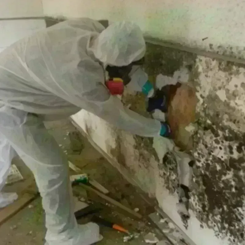 Mold Remediation and Removal in Hamlin, WV